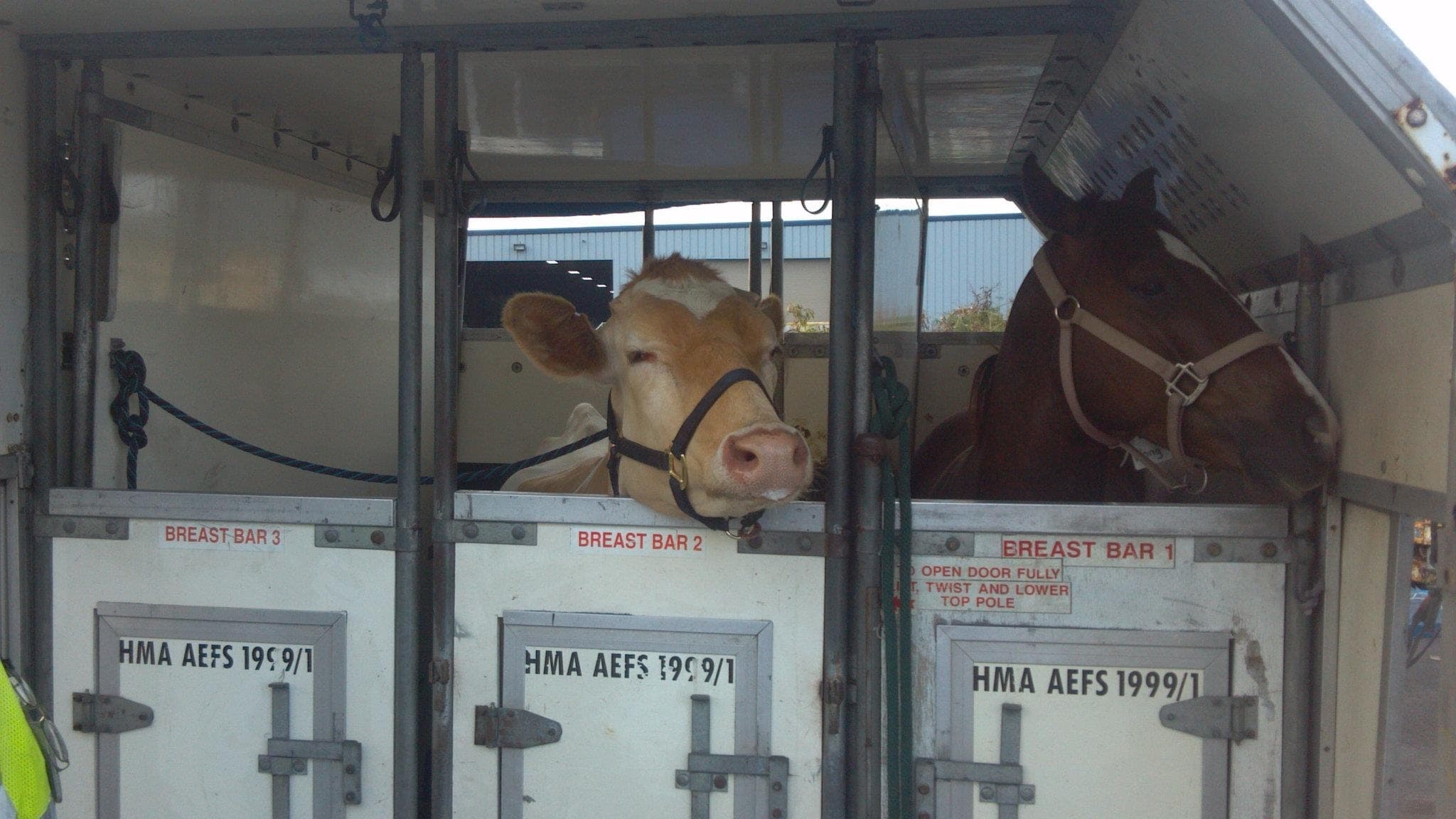 Cattle and a horse loaded together in a livestock trailer