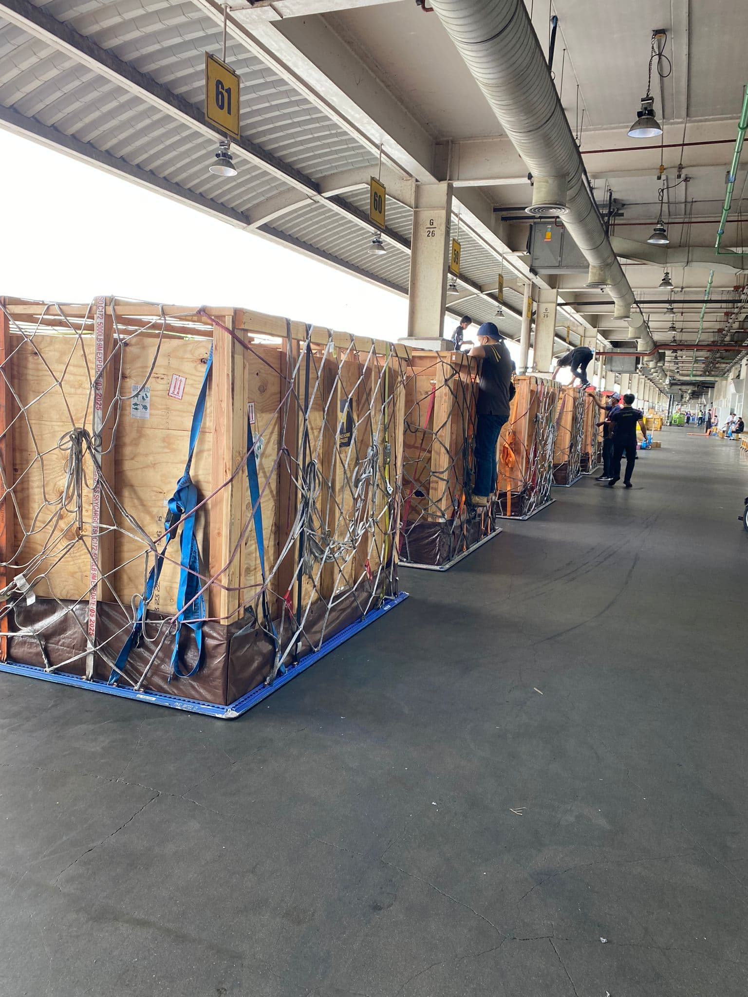 Goats in transit crates before export