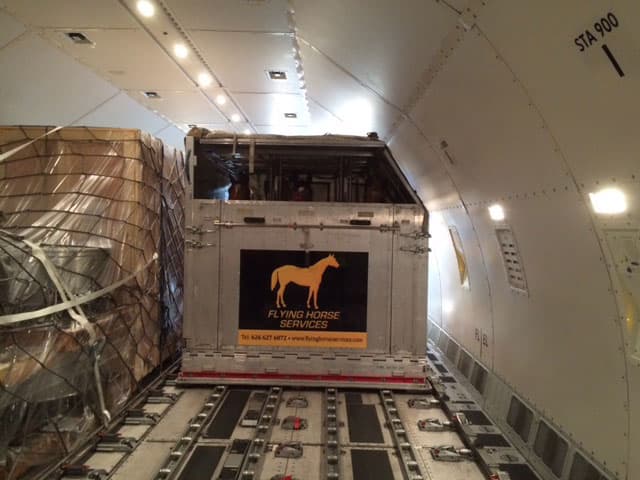 Horses standing in air stables inside a cargo aircraft