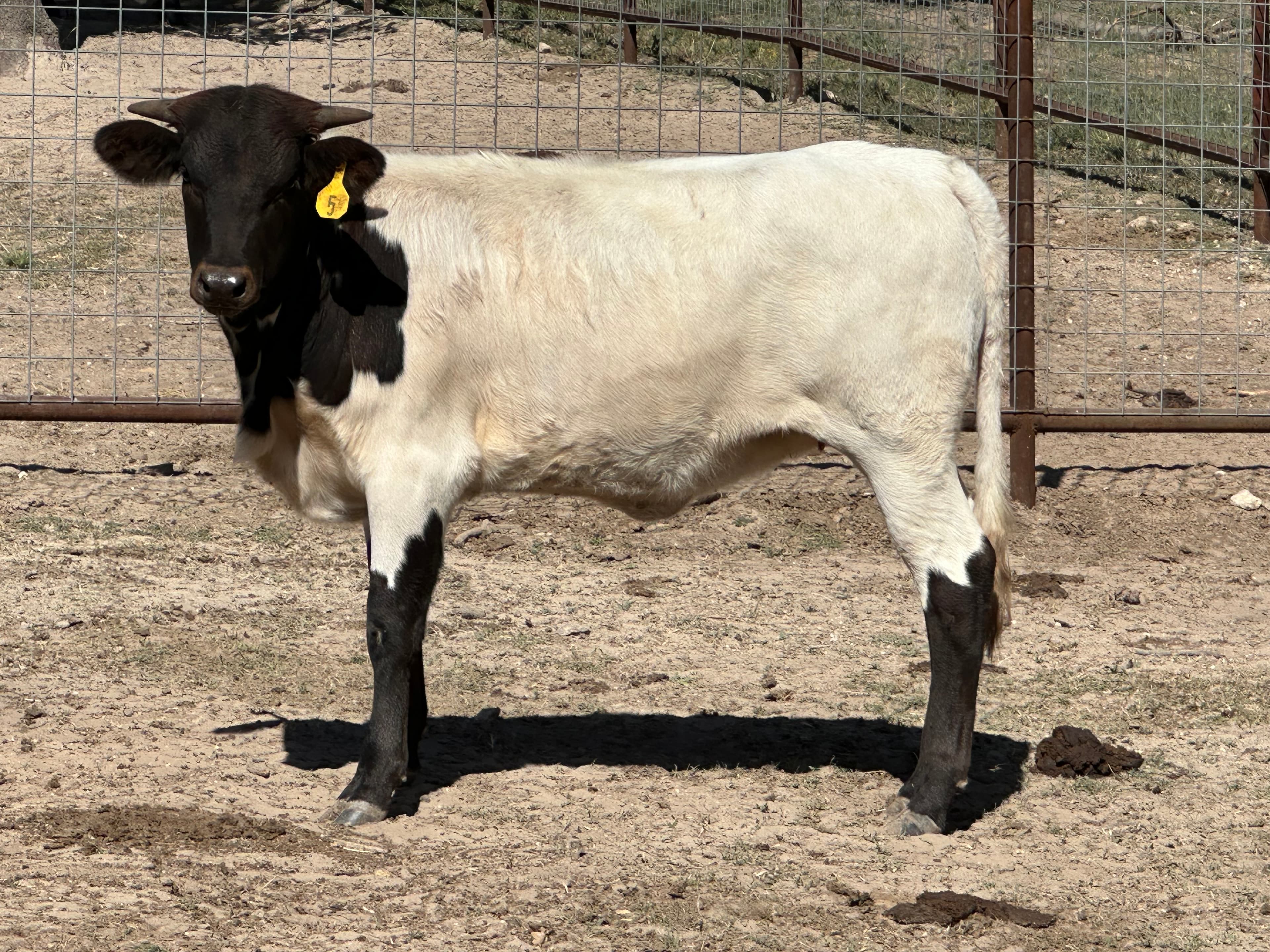 A Longhorn calf with an ear tag in a farm pen before export