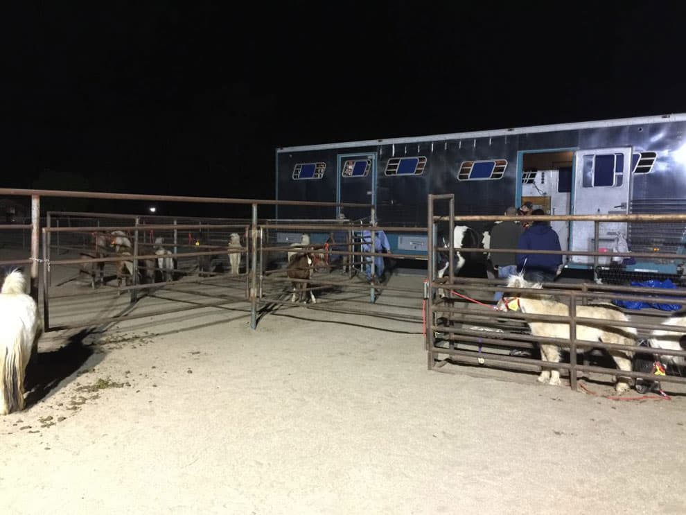 Ponies at a ranch before transport