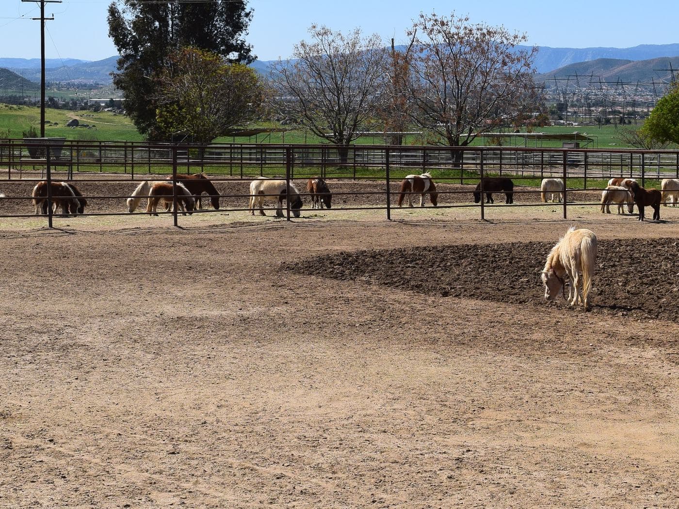 Miniature horses in ranch paddocks before collection for export
