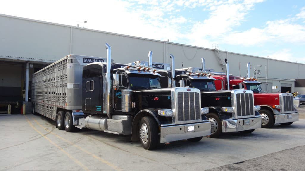 Livestock transport trucks