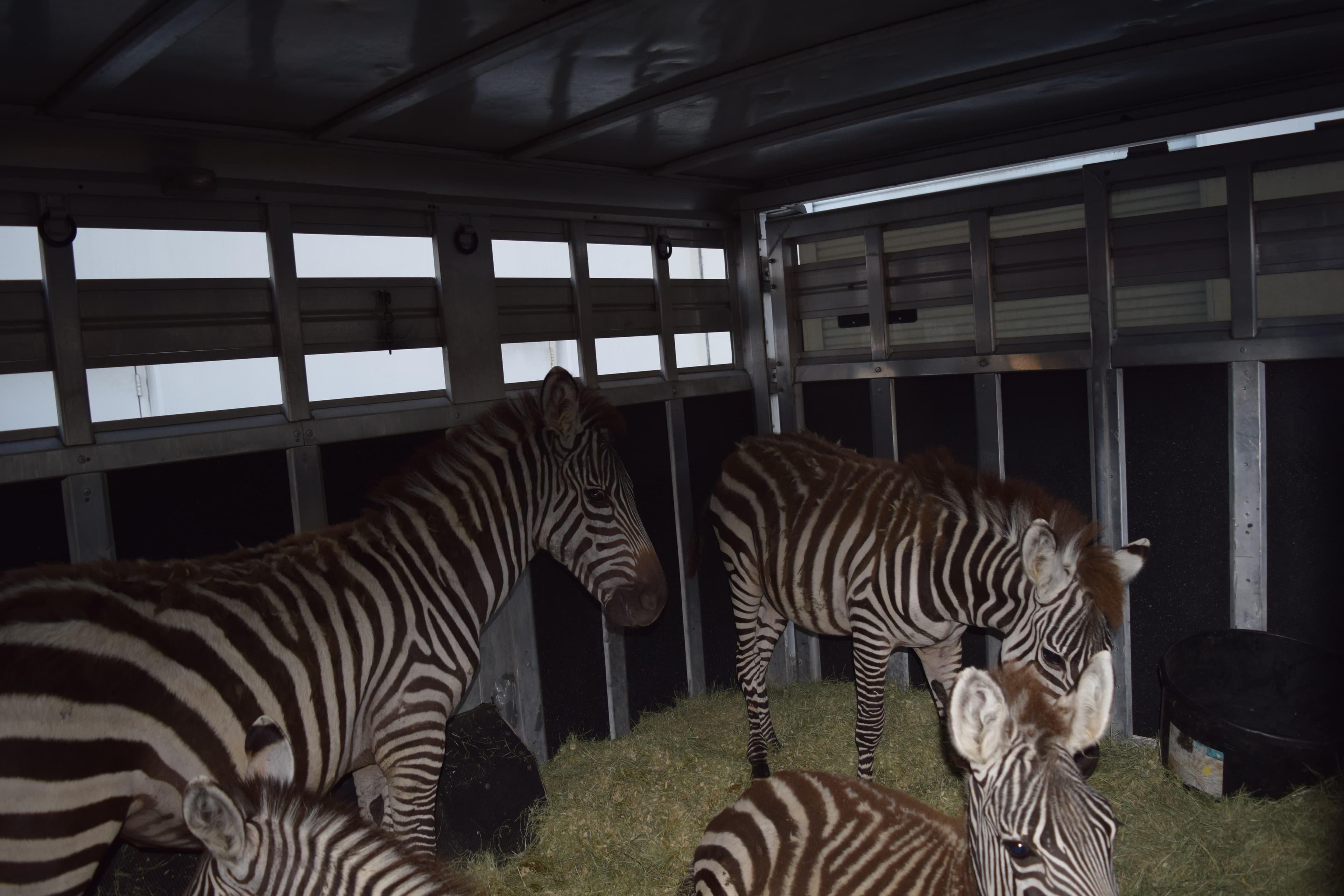 Zebras standing in a transport trailer